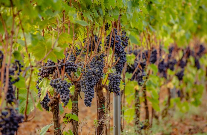 Podere Monti vino montepulciano
