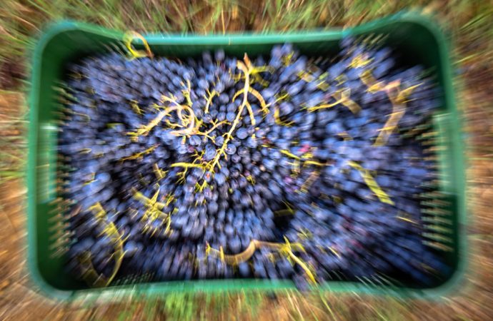 Podere Monti vino montepulciano