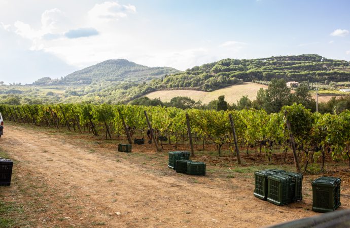 Podere Monti vino montepulciano