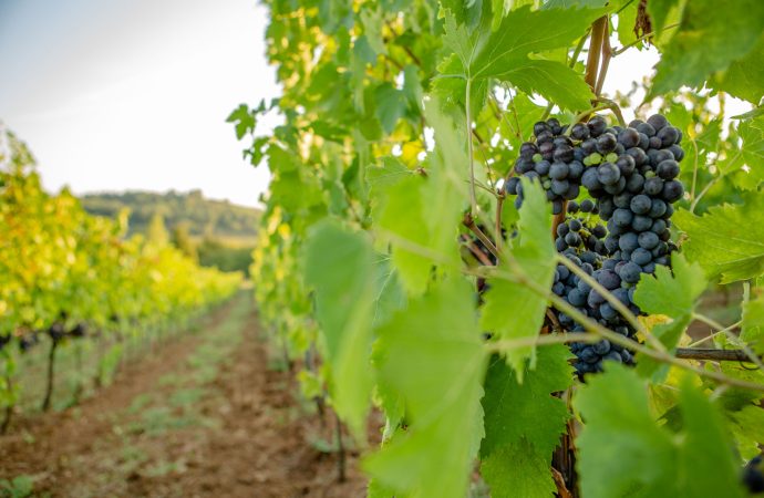 podere monti villa in toscana