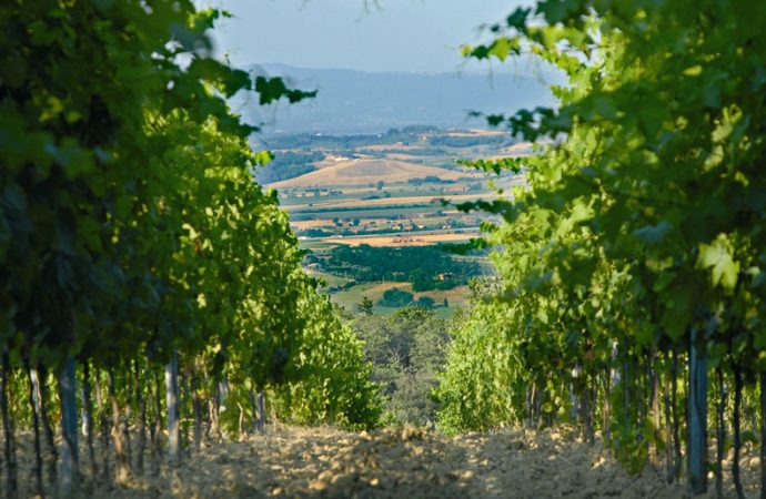 Podere Monti terra