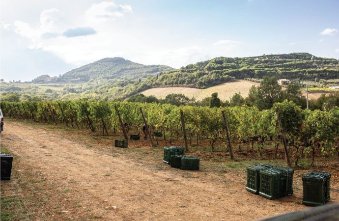 Podere Monti vigneti nobile di montepulciano
