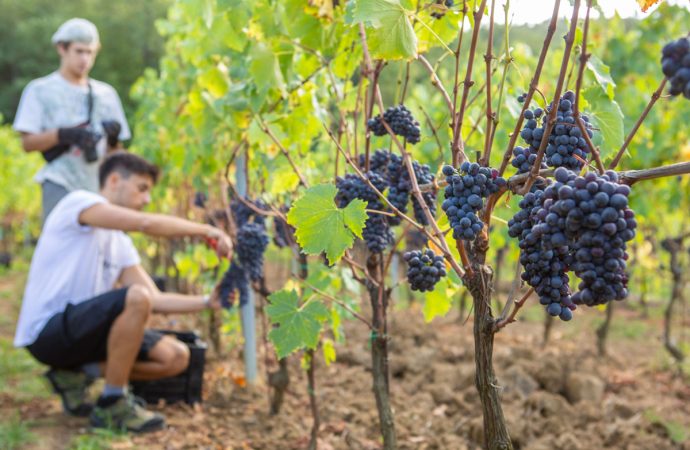 Podere Monti cantina montepulciano